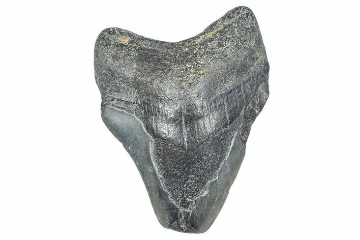 Bargain, , Fossil Megalodon Tooth - Georgia #338740